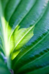 Green, abstract composition with leaf texture and soft focus