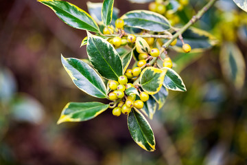 Ilex aquifolium (Golden queen holly) - tree and details