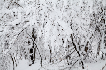 Fototapeta na wymiar Snowing landscape in the park