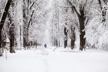 Obraz premium Snowing landscape in the park