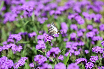 Iphiclides Podalirius butterfy on Verbena Venosa gillies & hook flowers