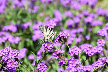 Iphiclides Podalirius butterfy on Verbena Venosa gillies & hook flowers