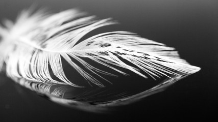 Colorful hen feather with details and reflexions