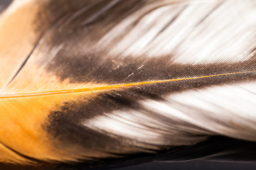 Colorful hen feather with details and reflexions