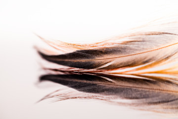 Colorful hen feather with details and reflexions