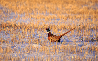 Pheasant Walking.