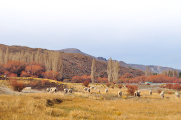 flock of sheeps grazin at Patagonian Landscape, Neuquen, Argentina
