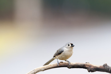 Tufted Titmouse