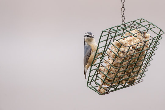 Red Breasted Nuthatch