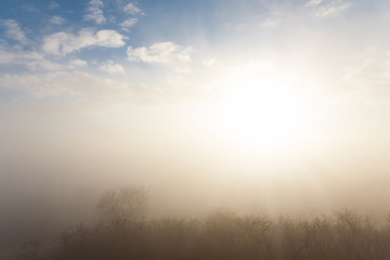 Obraz na płótnie Canvas Forest in mysterious fog