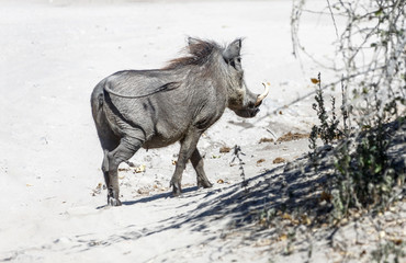 Brown hairy warthog in Chobe National Park - Botswana, South-Western Africa