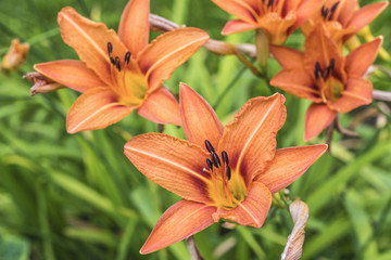 Orange Lilies