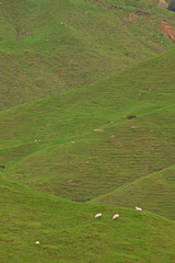 New Zealand, grazing, sheep