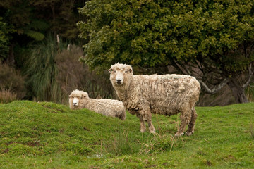Fototapeta premium New Zealand, grazing, sheep