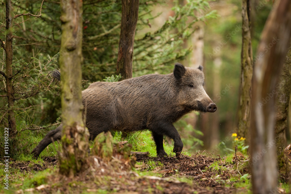 Wall mural wild boar, sus scrofa, czech republic