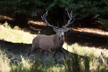 red deer, cervus elaphus, Czech republic
