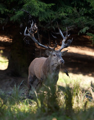 red deer, cervus elaphus, Czech republic