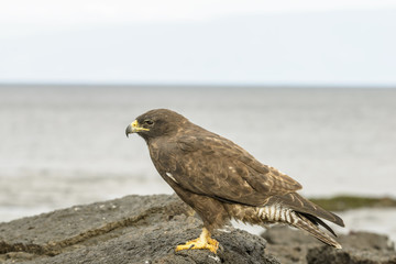 Galapagos Hawk