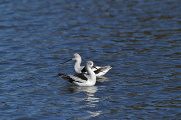 Two Avocets in white winter plumage swimming in lake