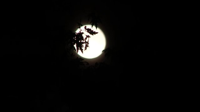 4K full super moon rising behind tree leaves silhouetted at night, real time.