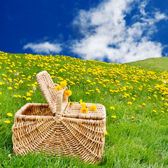 Picnic basket sitting on the grass in a rolling, dandelion filled meadow