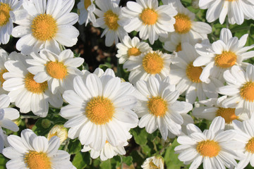 白い小さな菊の花畑