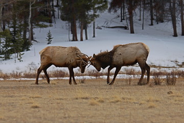 Elk Mating Battle in Autum