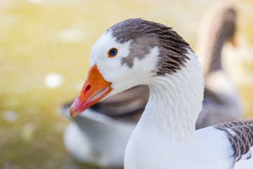 The greylag goose is a bird in the waterfowl family Anatidae. It has mottled and barred grey and white plumage and an orange beak and legs. This is a pied color variant of the bird.