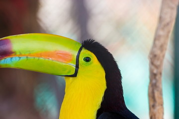 The keel-billed toucan, also known as sulfur-breasted or rainbow-billed toucan, is a colorful Latin American member of the bird family. It is one of the most colorful birds in the world. 
