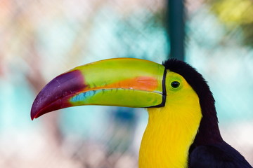 The keel-billed toucan, also known as sulfur-breasted or rainbow-billed toucan, is a colorful Latin American member of the bird family. It is one of the most colorful birds in the world. 