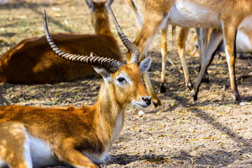 Impalas are medium-sized antelopes that roam the savanna and light woodlands of eastern and southern Africa. They gather in large herds in the rainy season and are prime food for lions and cheetahs.