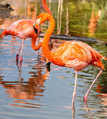 Flamingos or flamingoes are a type of wading bird. These shots were taken in Mexico where they can be seen wading and sifting through the water feeding on shrimps and other insects.
