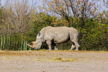 Naklejka premium Both black and white rhinoceroses are actually gray. They are different not in color but in lip shape. The black rhino has a pointed upper lip, while its white relative has a squared lip.