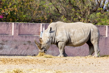 Fototapeta premium Both black and white rhinoceroses are actually gray. They are different not in color but in lip shape. The black rhino has a pointed upper lip, while its white relative has a squared lip.