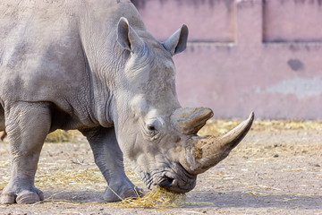 Fototapeta premium Both black and white rhinoceroses are actually gray. They are different not in color but in lip shape. The black rhino has a pointed upper lip, while its white relative has a squared lip.