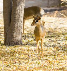 A dik-dik is a small antelope in the genus Madoqua that lives in the bushlands of eastern and southern Africa. Dik-diks stand about thirty to fortycentimetres at the shoulder.