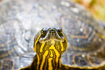 The yellow-bellied slider is a land and water turtle belonging to the family. This subspecies of pond slider is native to the southeastern United States, and is the most common turtle in its range.