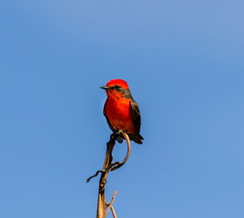 The vermilion flycatcher is a small passerine bird in the Tyrannidae, or tyrant flycatcher family. Most flycatchers are rather drab, but the vermilion flycatcher is a striking exception.