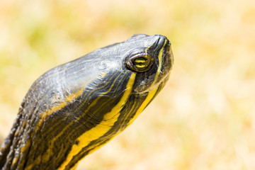 The yellow-bellied slider is a land and water turtle belonging to the family. This subspecies of pond slider is native to the southeastern United States, and is the most common turtle in its range.