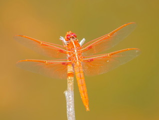 Male flame skimmers are known for their entirely red or dark orange body, this includes eyes, legs, and even wing veins. Females are usually a medium or darker brown with some thin, yellow markings.
