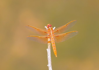 Male flame skimmers are known for their entirely red or dark orange body, this includes eyes, legs, and even wing veins. Females are usually a medium or darker brown with some thin, yellow markings.