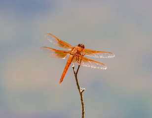 Male flame skimmers are known for their entirely red or dark orange body, this includes eyes, legs, and even wing veins. Females are usually a medium or darker brown with some thin, yellow markings.
