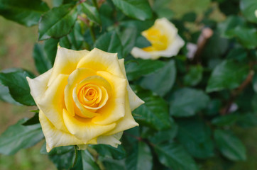 Yellow Rose In Natural Garden.