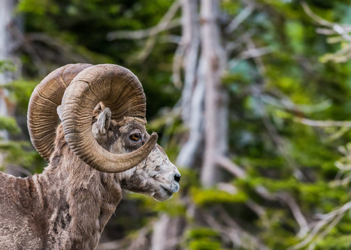 Big Horn Sheep Looking Right with Copy Space