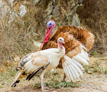 The turkey is a large bird , which is native to the Americas. One species, is native to the forests of North America, from Mexico, throughout the midwest and eastern United States, and into Canada.