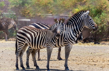Fototapeta na wymiar The plains zebra is the most common, and has or had about six subspecies distributed across much of southern and eastern Africa. Each animal stripes are unique as fingerprints, none are exactly alike