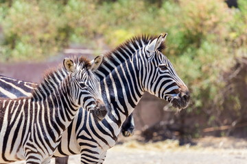 The plains zebra is the most common, and has or had about six subspecies distributed across much of southern and eastern Africa. Each animal stripes are unique as fingerprints, none are exactly alike