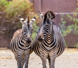 Fototapeta premium The plains zebra is the most common, and has or had about six subspecies distributed across much of southern and eastern Africa. Each animal stripes are unique as fingerprints, none are exactly alike