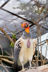 The king vulture is a large bird found in Central and South America. It is a member of the New World vulture family. This vulture lives predominantly in tropical lowland forests in southern Mexico