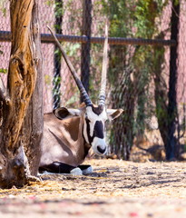 The gemsbok or gemsbuck is a large antelope in the Oryx genus. It is native to the arid regions of...